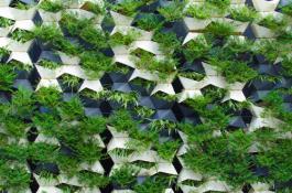 אחת מהשיטות המובילות לגידול בקירות ירוקים היא גידול בכיסי שתילה קטנים וצפופים אחד לשני